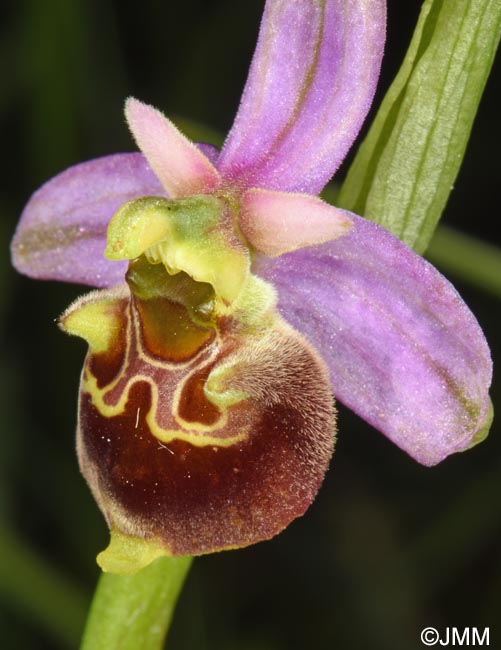 Ophrys brachyotus