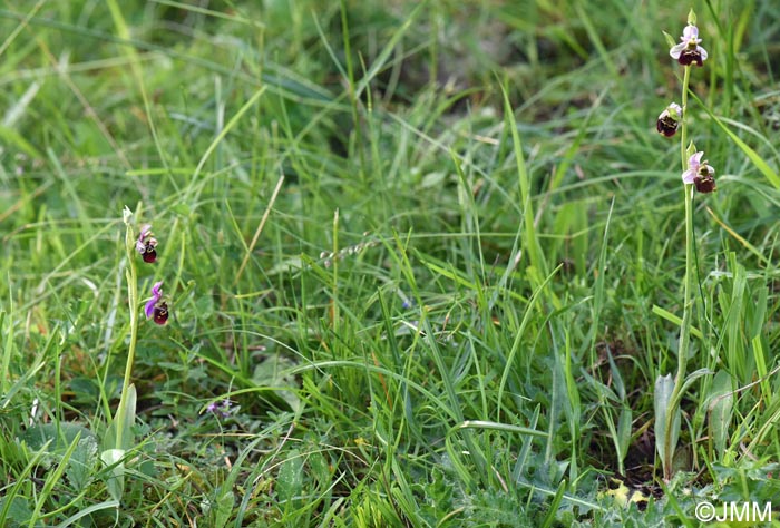Ophrys brachyotus