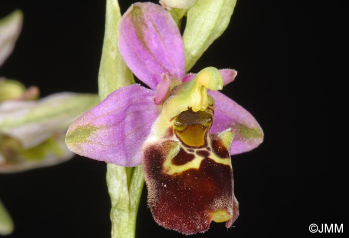 Ophrys brachyotus