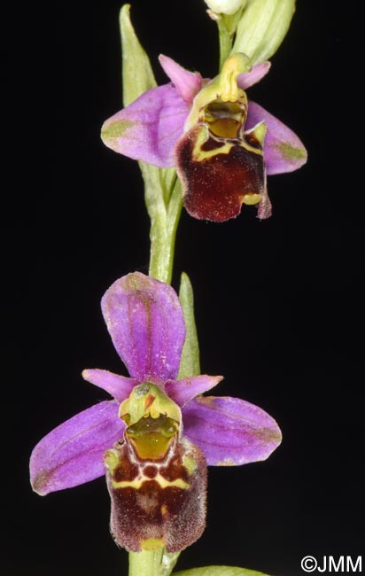 Ophrys brachyotus