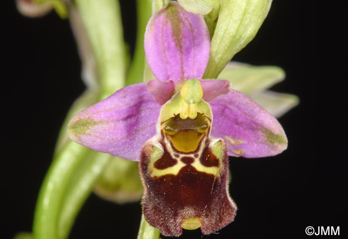 Ophrys brachyotus