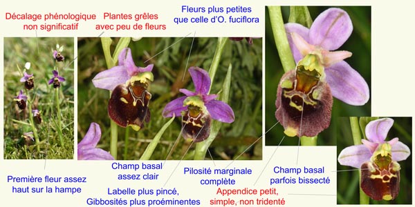 Ophrys brachyotus