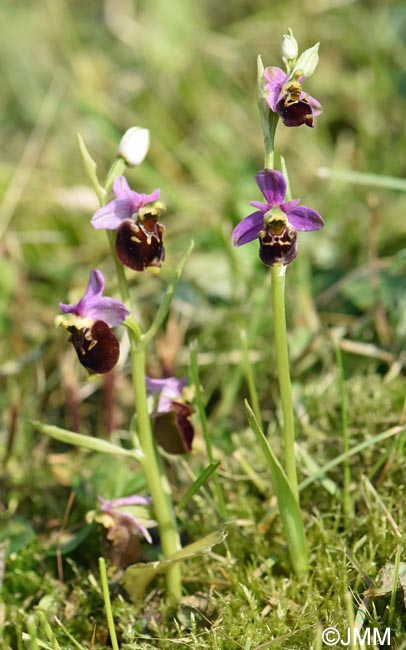 Ophrys fuciflora & Ophrys brachyotus