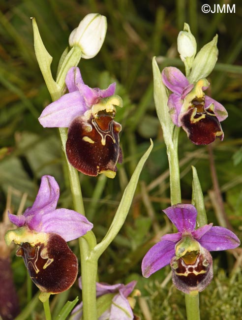 Ophrys fuciflora & Ophrys brachyotus