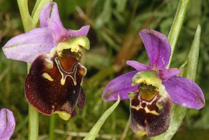 Ophrys fuciflora & Ophrys brachyotus