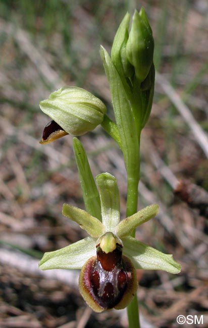 Ophrys clypeata