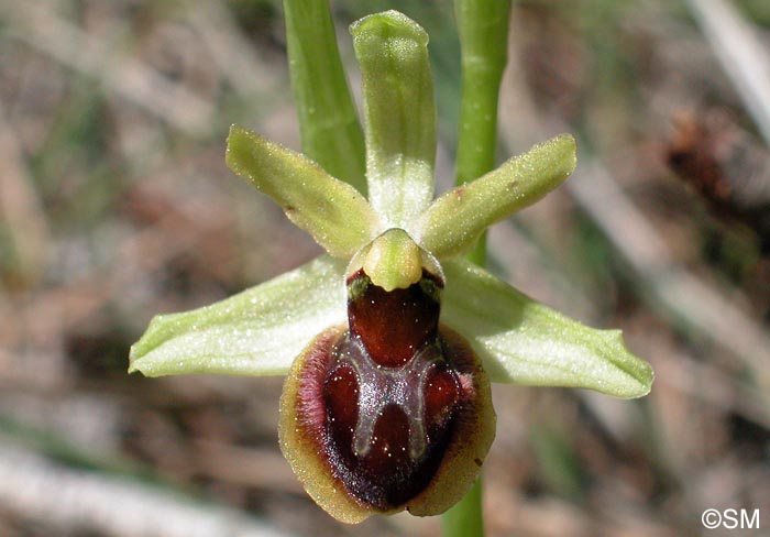 Ophrys clypeata