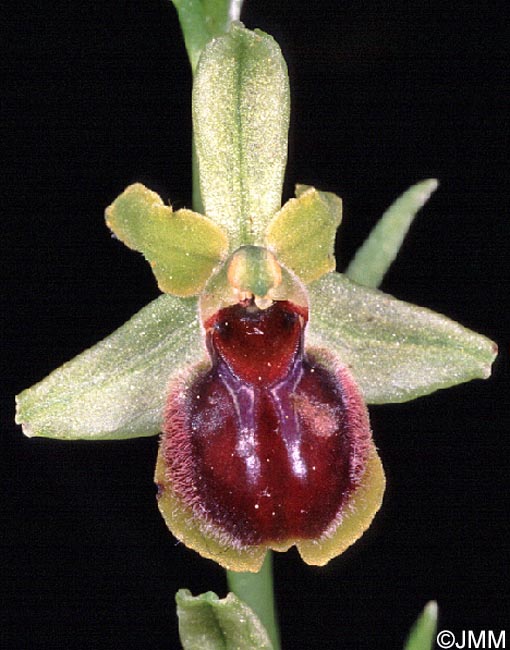 Ophrys clypeata