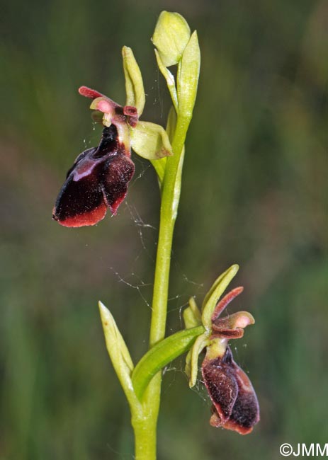 Ophrys insectifera x Ophrys sphegodes