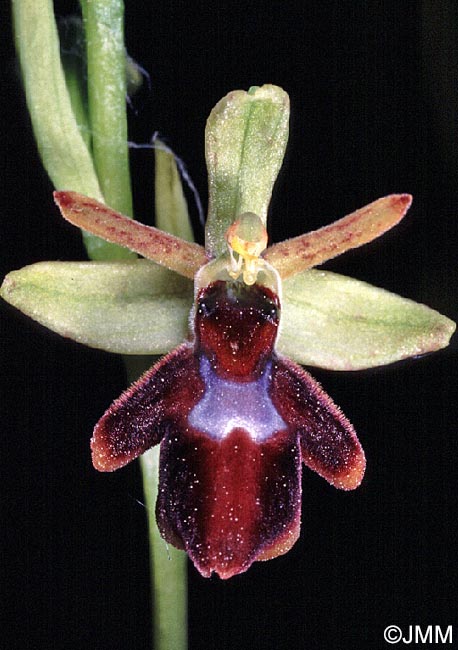 Ophrys insectifera x Ophrys sphegodes