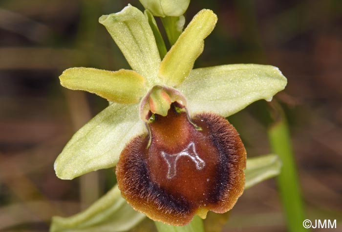 Ophrys sp.