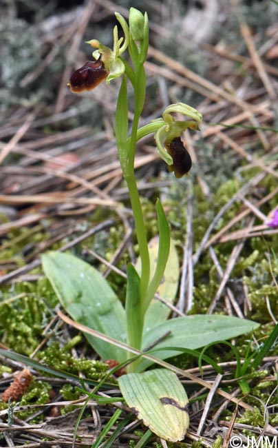 Ophrys sp.