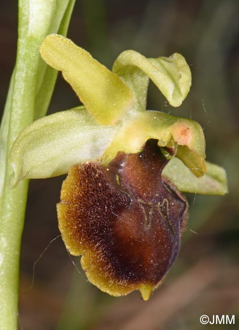 Ophrys sp.