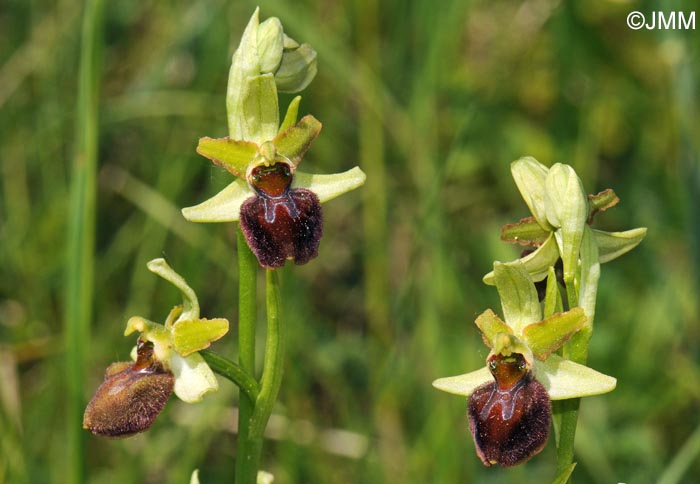 Ophrys sphegodes