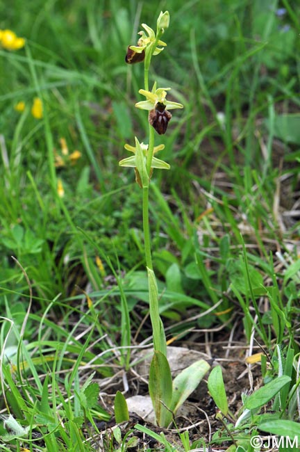 Ophrys sphegodes