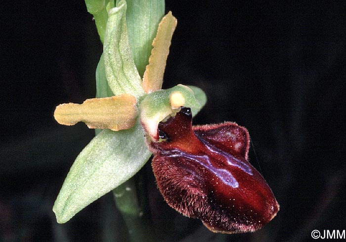 Ophrys sphegodes