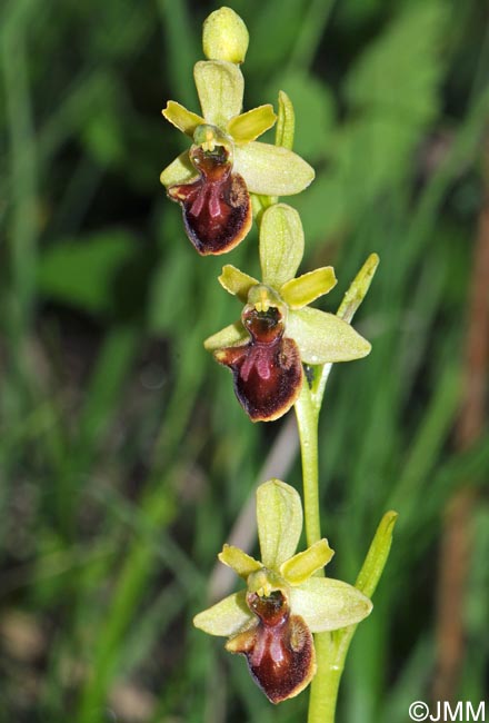 Ophrys sphegodes