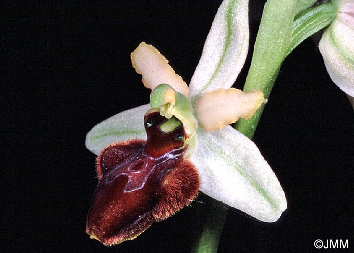 Ophrys sphegodes
