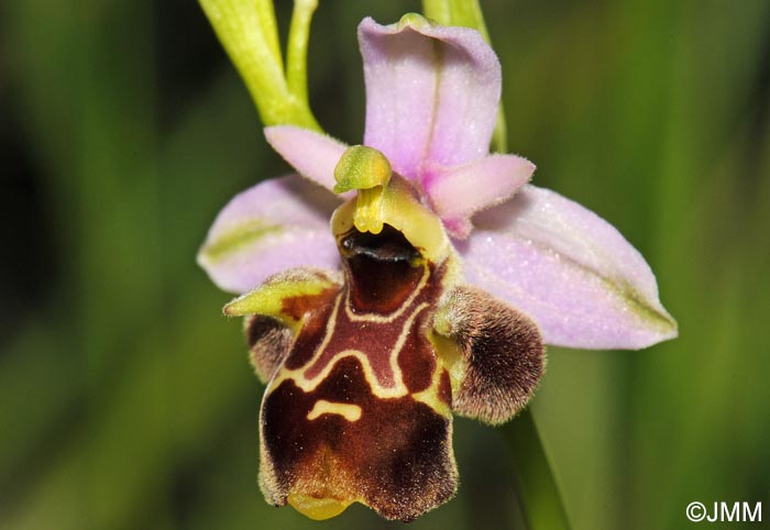 Ophrys vetula