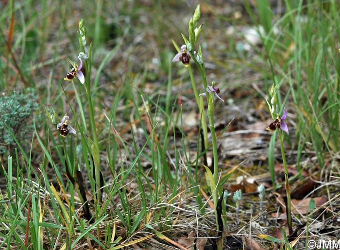 Ophrys vetula