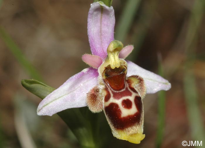 Ophrys vetula