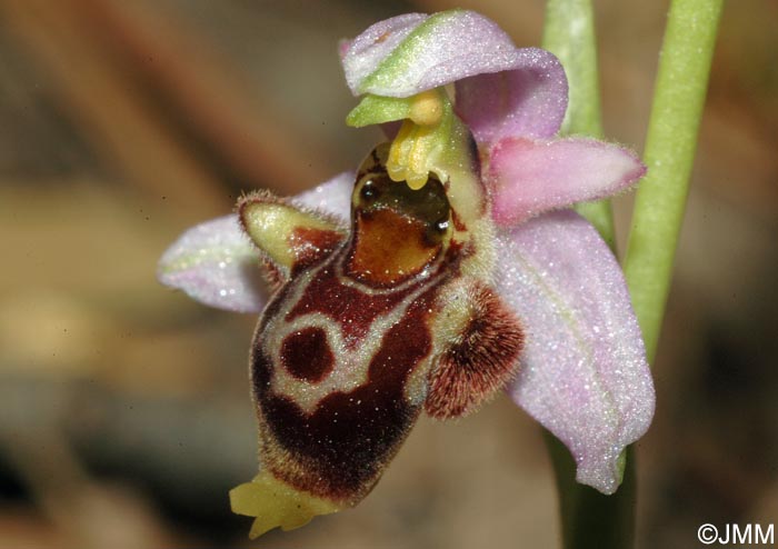 Ophrys vetula