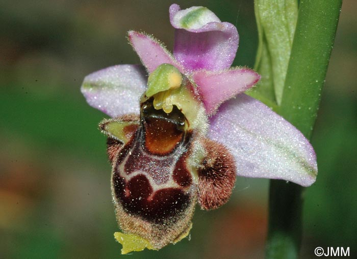 Ophrys vetula