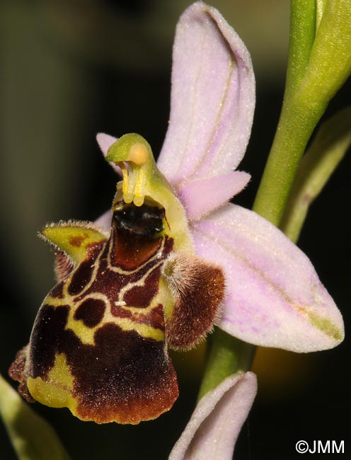 Ophrys vetula