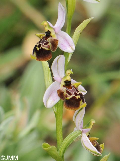 Ophrys vetula