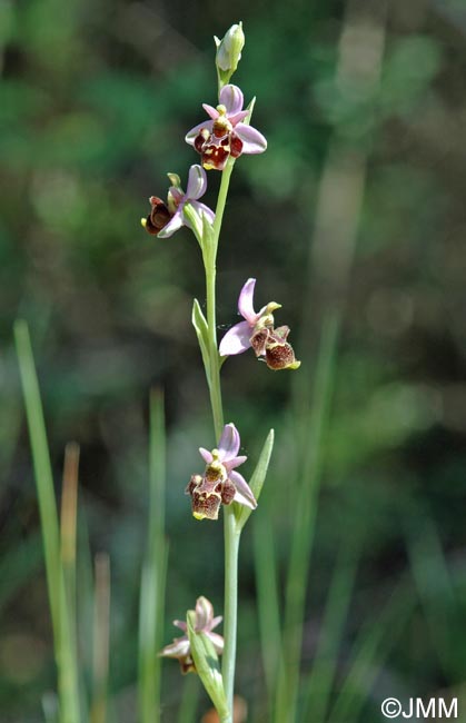 Ophrys vetula