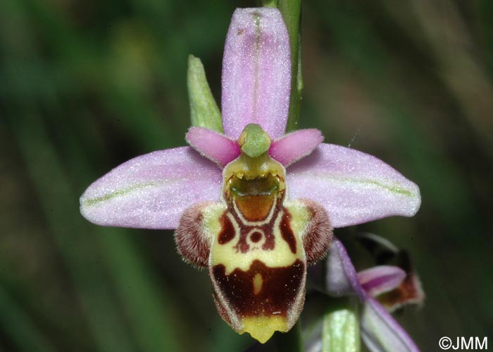 Ophrys vetula