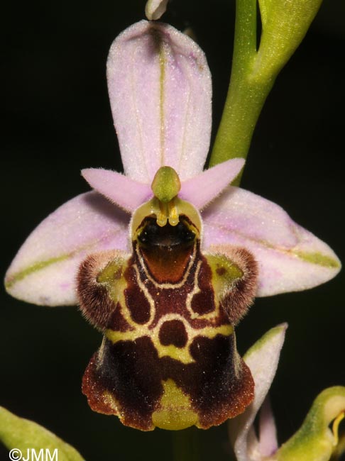 Ophrys vetula