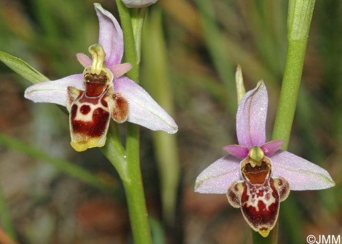 Ophrys vetula