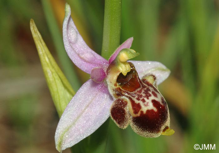 Ophrys vetula