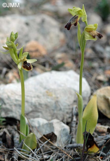 Ophrys virescens & Ophrys lupercalis