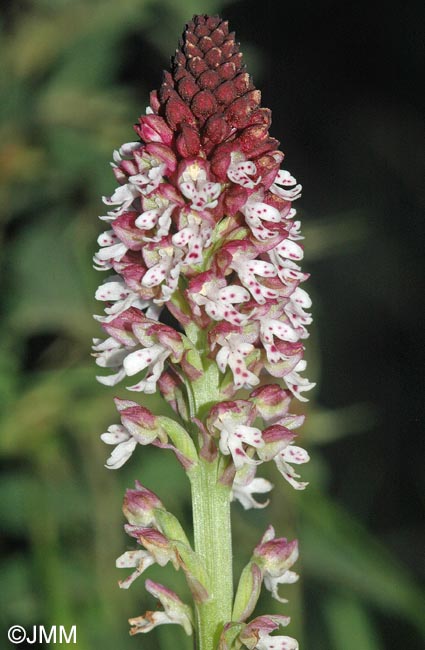 Neotinea ustulata var. aestivalis = Orchis ustulata var. aestivalis