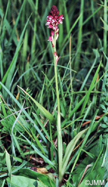 Neotinea ustulata var. aestivalis = Orchis ustulata var. aestivalis