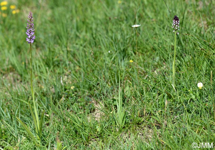 Orchis ustulata var. aestivalis & Gymnadenia conopsea