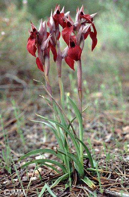 Serapias cordigera