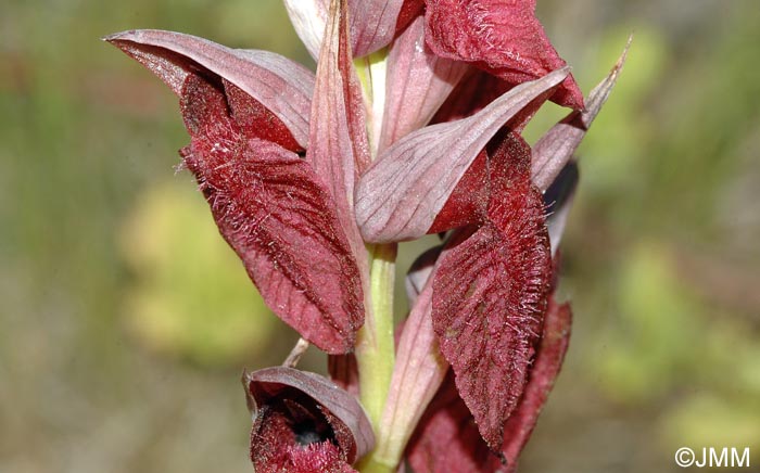 Serapias cordigera