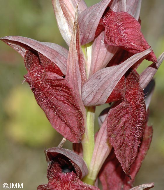 Serapias cordigera