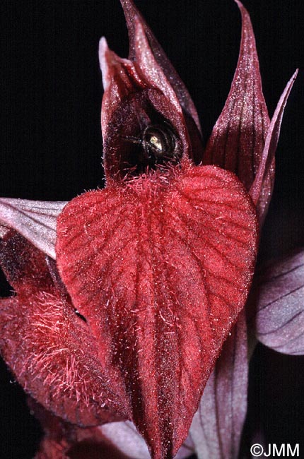Serapias cordigera