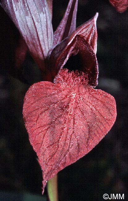 Serapias cordigera