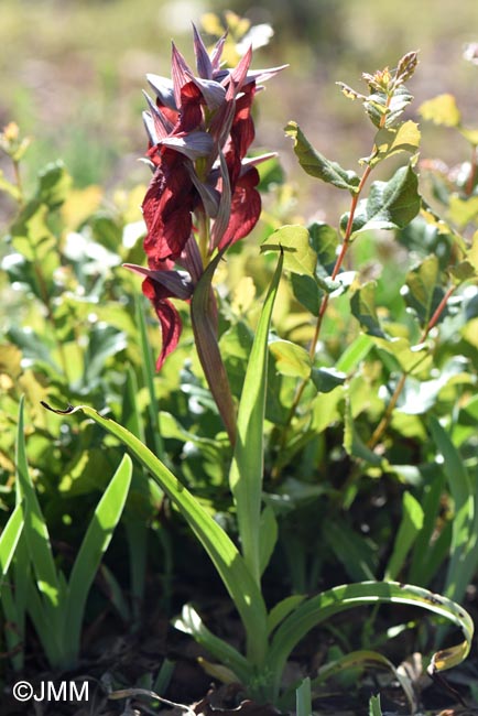 Serapias cordigera