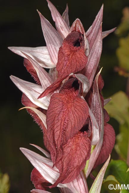 Serapias cordigera