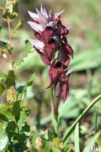Serapias cordigera