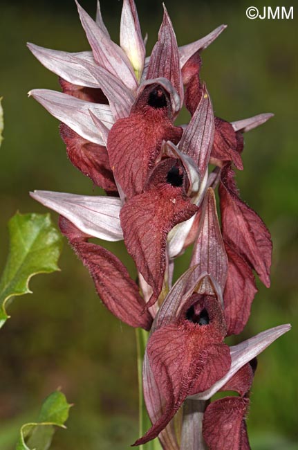 Serapias cordigera