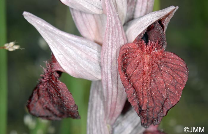 Serapias cordigera