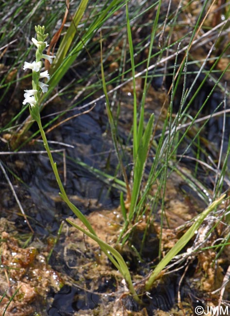 Spiranthes aestivalis