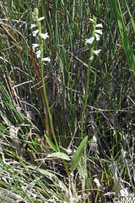 Spiranthes aestivalis